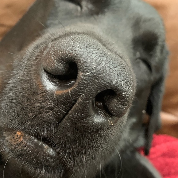 Meet your Posher, Lauren - Picture 4 of 11